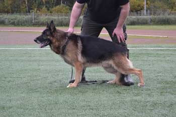 Platinumshepherd Lord, FI33694/09, syntynyt 8.4.2009