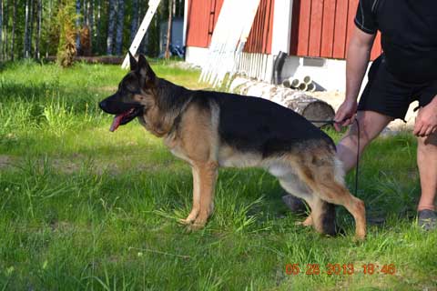 Platinumshepherd Warrior